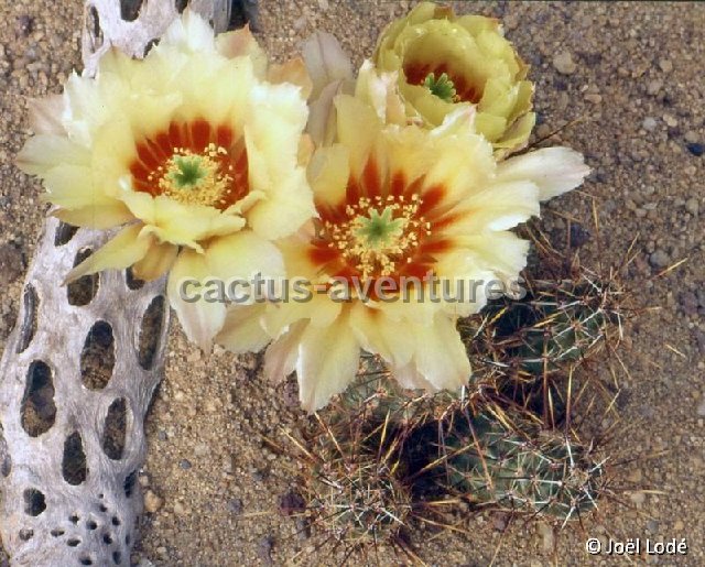 Echinocereus papillosus ©JLcoll.1225